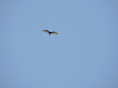 Cathartes aura