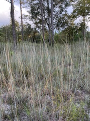 Andropogon capillipes