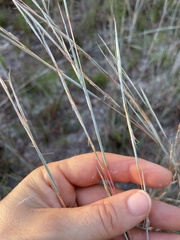 Andropogon capillipes