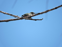 Archilochus colubris