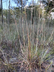 Andropogon capillipes