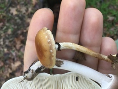 Leratiomyces squamosus thraustus