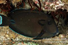 Acanthurus tennentii