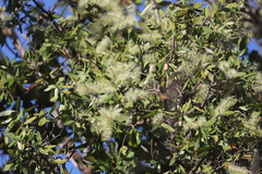 Melaleuca nervosa