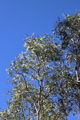 Melaleuca nervosa
