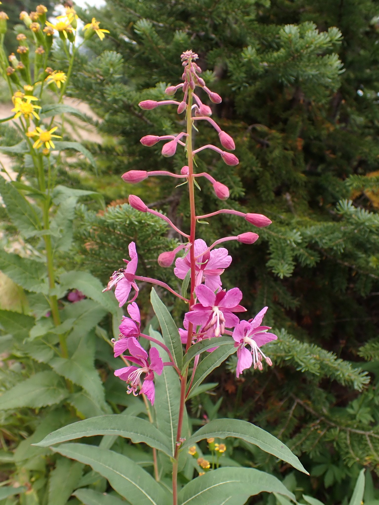 fireweed flowers with the bottom flowers in bloom and the top flowers budding