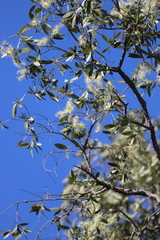 Melaleuca nervosa