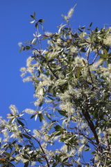 Melaleuca nervosa