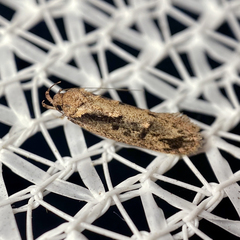 Erythrobapta haemalea