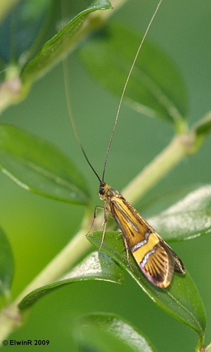 Yellow-barred Longhorn