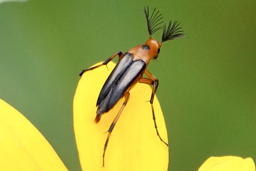 Bordered Wedge-shaped Beetle photo 3