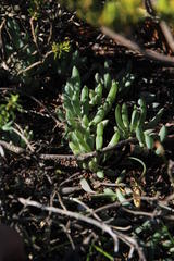 Curio crassulifolius