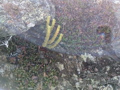Huperzia appressa