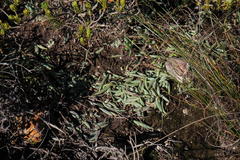 Curio crassulifolius