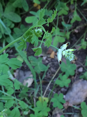 Fumaria capreolata babingtonii