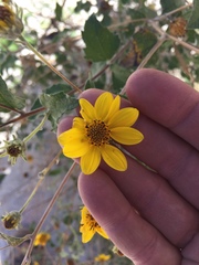 Bahiopsis triangularis