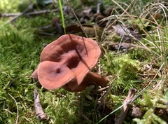 Gyromitra perlata