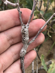 Callirhytis frequens