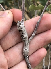 Callirhytis frequens