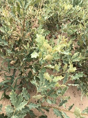 Callirhytis frequens