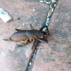Nesoecia