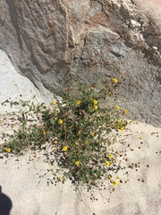 Bahiopsis triangularis