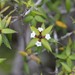 Alyxia ruscifolia - Photo (c) Greg Tasney, osa oikeuksista pidätetään (CC BY-SA), lähettänyt Greg Tasney
