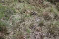 Poa sieberiana