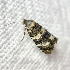 Scolioplecta comptana