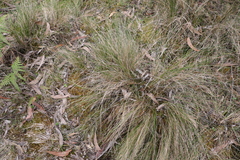 Poa sieberiana