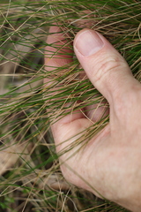 Poa sieberiana