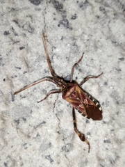 Leptoglossus occidentalis