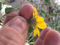 Bahiopsis triangularis