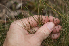 Poa sieberiana
