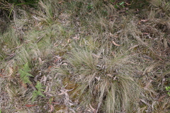 Poa sieberiana