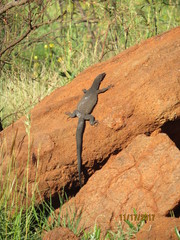Varanus tristis