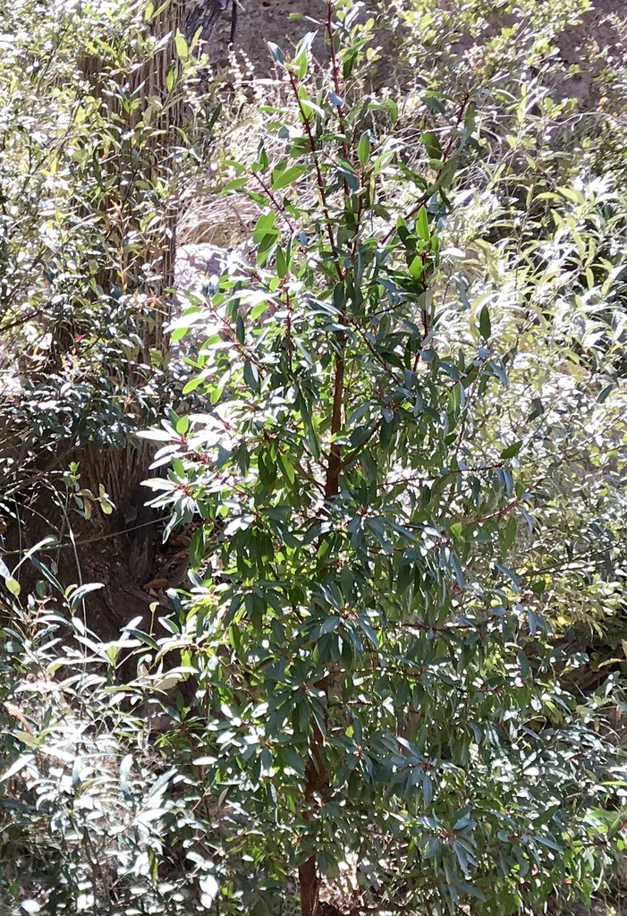 Arizona Madrone From Chiricahua National Monument, Willcox, AZ, US On ...