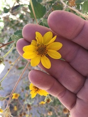 Bahiopsis triangularis