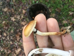 Leratiomyces squamosus thraustus