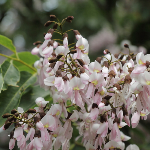 Cladrastis sinensis, photographed by an iNaturalist contributor