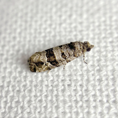 Lobesia peltophora