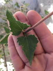 Bahiopsis triangularis