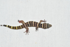 Sphaerodactylus nigropunctatus strategus