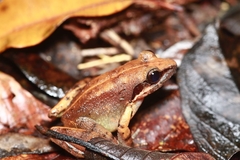 Limnonectes paramacrodon