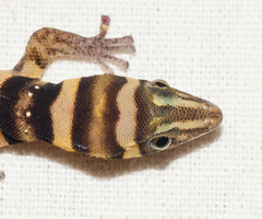 Sphaerodactylus nigropunctatus strategus