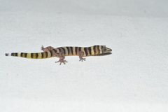 Sphaerodactylus nigropunctatus strategus