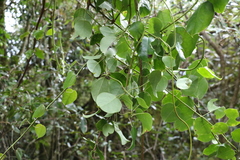 Streptothamnus moorei