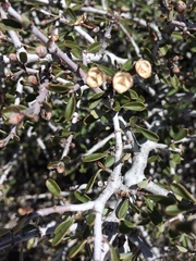 Ceanothus arcuatus