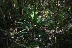 Basselinia deplanchei