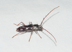 Elaphidion